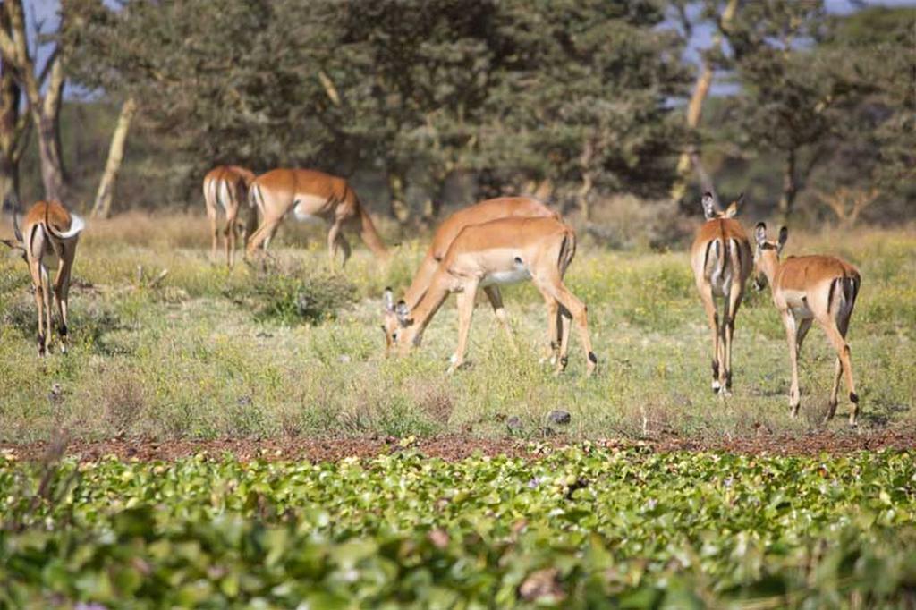 Lake Naivasha Resort Εξωτερικό φωτογραφία